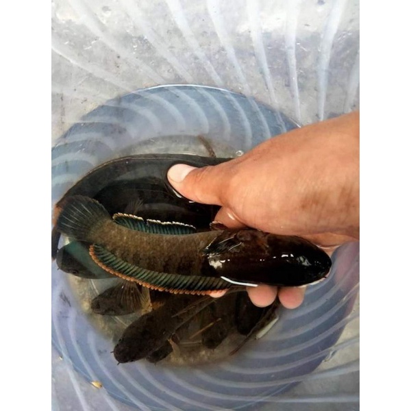 chana Limbata (Bogo sungai)