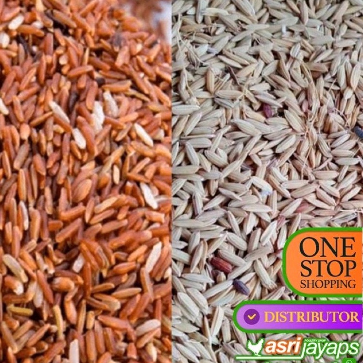 Makanan / Pakan Burung Gabah Beras Merah 500 gr