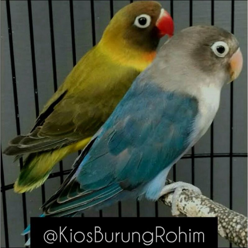 burung lovebird sepasang cobal x olive
