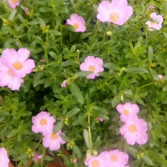 Moserose portulaca bunga  krokot  hias pink Shopee  Indonesia