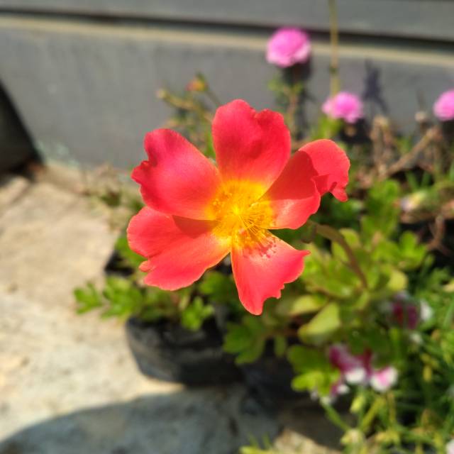 Mossrose / mawar tanah / portulaka / portulaca / krokot jingga
