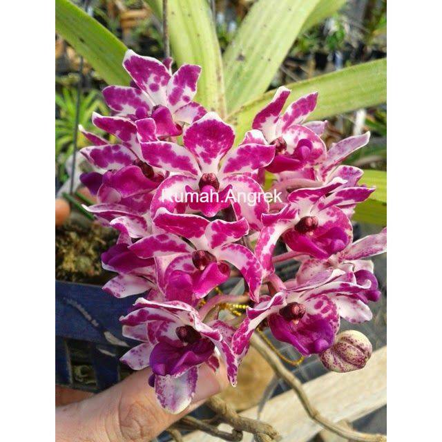 Anggrek Cymbidium retusa ( pink putih ) - Tanaman Hias Hidup - Bunga hidup - Bunga hias