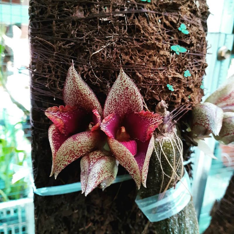 Bulbophyllum macrobulbon / anggrek dasi