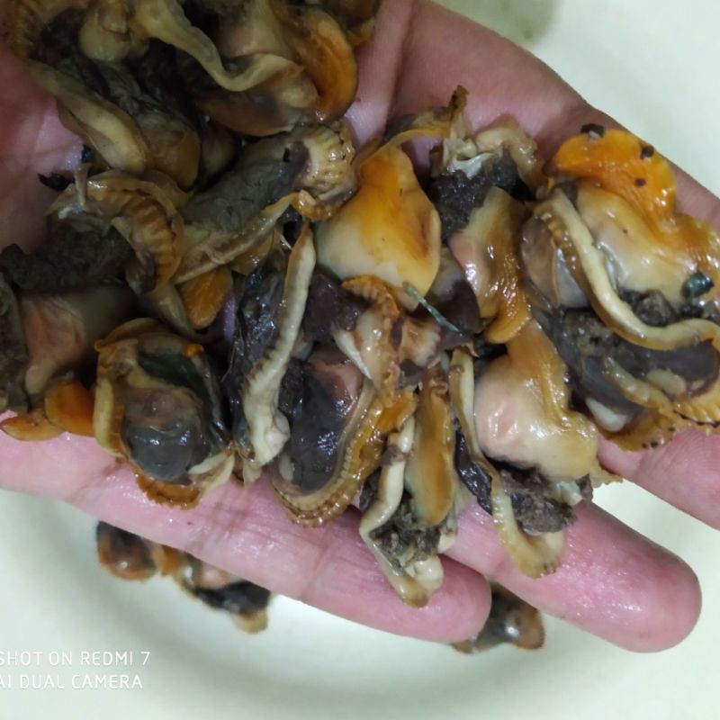 

KERANG BULU KUPASAN !! HARGA GROSIR