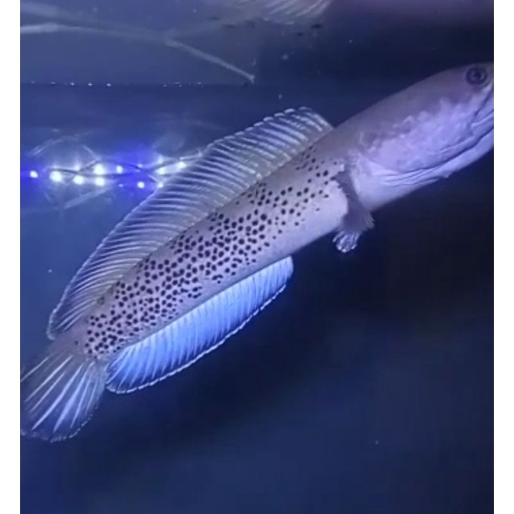 Channa Stewarti CB 9-10cm / COD