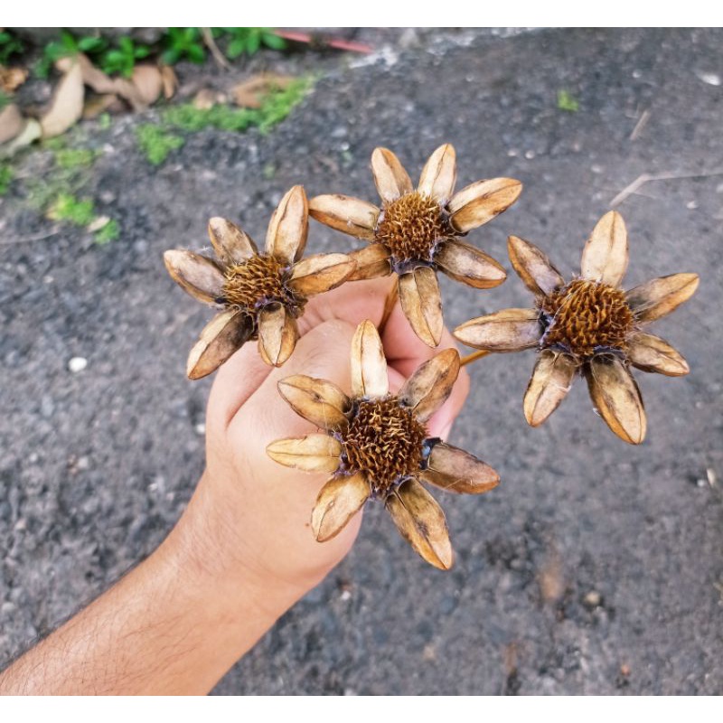 Bunga Klobot Jagung Bunga Marigold Rustic Bunga Kering Dried Flower Kotak Cincin