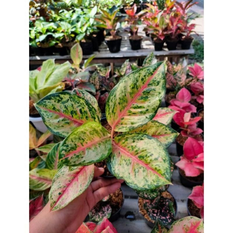 Promo aglonema Sweet Dream Anakan