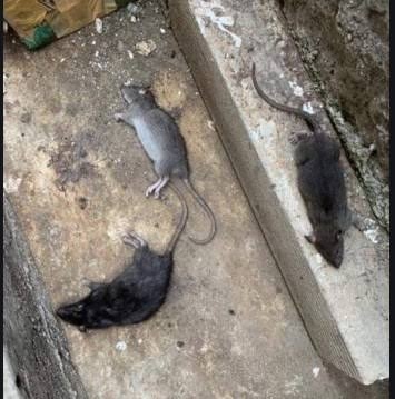 Ramtus Obat Racun Tikus Langsung Mati Kering Tidak Bau Sangat Ampuh Racun Pembasmi Tikus 6 Pack