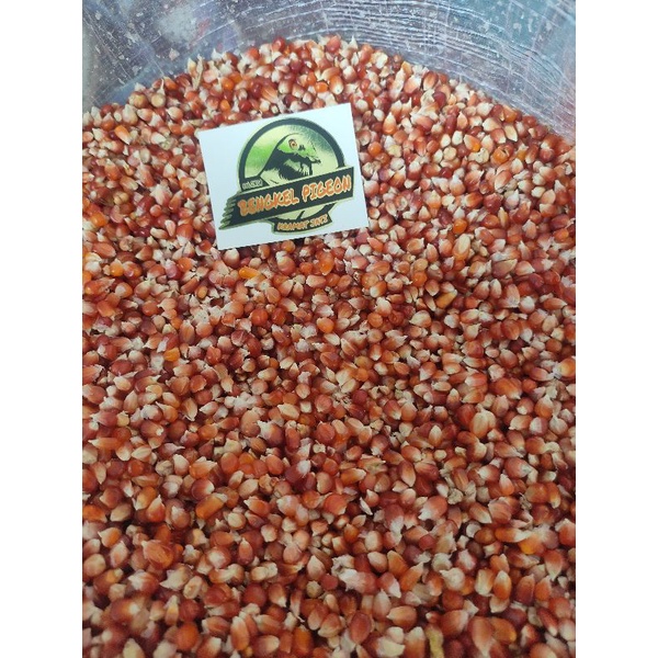 jagung manggis kiloan 1kg khusus burung merpati dara ayam jago laga lomba kolongan pos tomprang