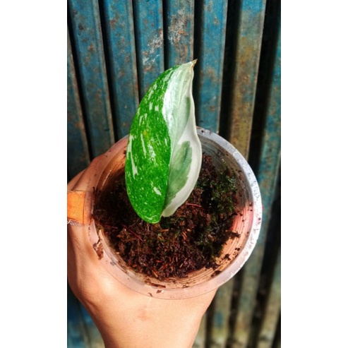 Scindapsus Treubii moonlight varigata Langka dan mewah//scindapsus moonlight//scindapsus