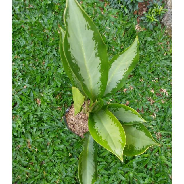 

Sri rejeki | chinesse evergreen