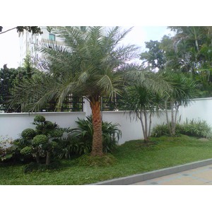 Tanaman Hias Palm Kenari Silver