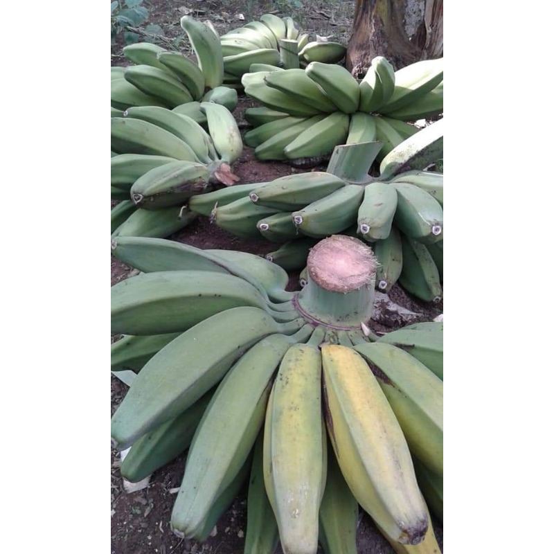 Jual Bibit Pisang Kepok Kuning Tanpa Jantung