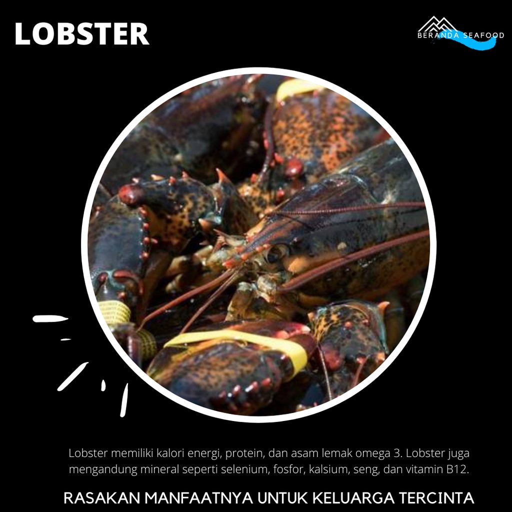 

Lobster (kualitas super premium)