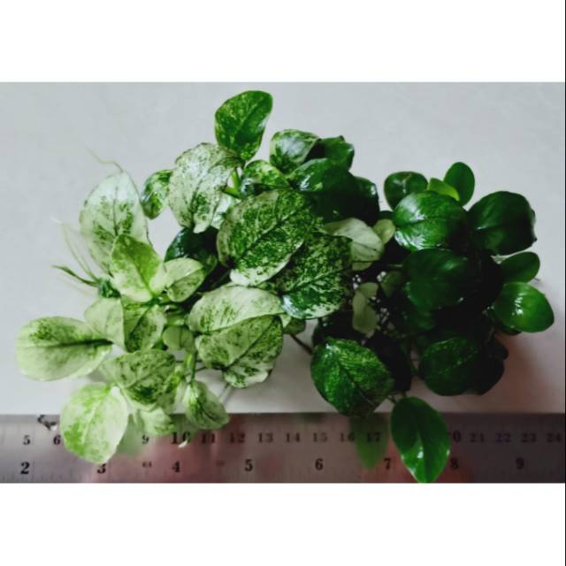 Anubias Pinto Dennerle Clump