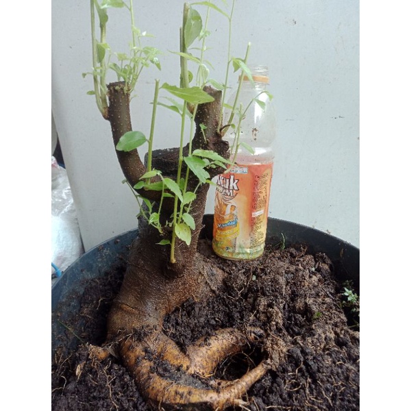 bonsai phusu bulu bonggol rilpic