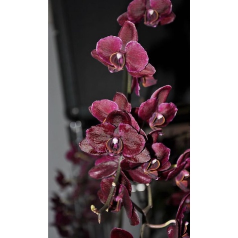 anggrek bibit botol bulan black Jack hybrid taiwan