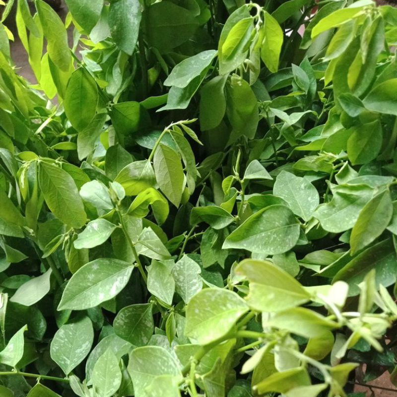 

DAUN KATUK PETIK SAAT ADA ORDER per kg