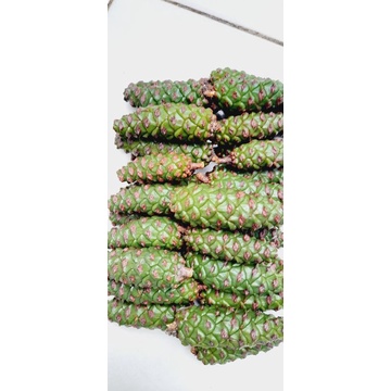 

Buah pinus segar per 1kg