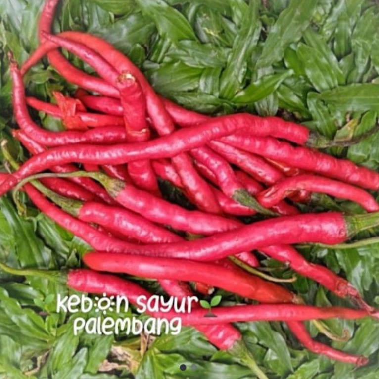 

kebun sayur cabe merah keriting