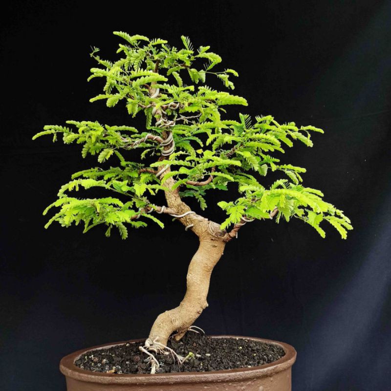 Bonsai Tanaman Hias Pohon Asem Asam Jawa InFormal
