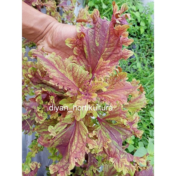 Miana Tanaman Hias Bunga Langka Pohon Coleus Merah Daun Miana Miyana