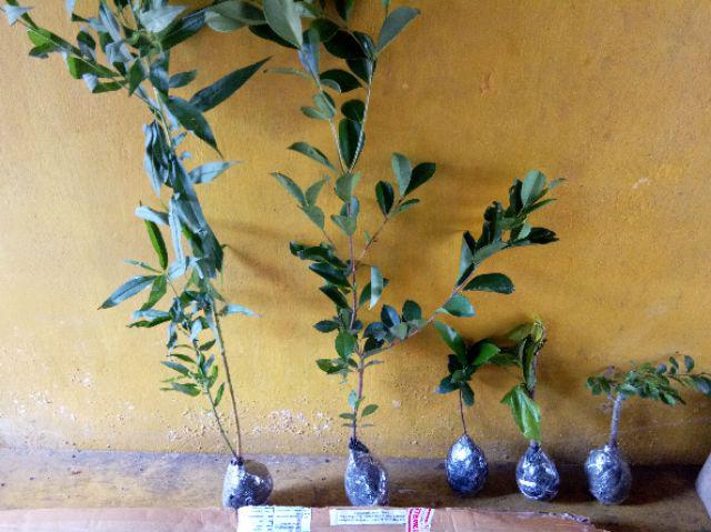 Bibit Long Murbei Super Manis