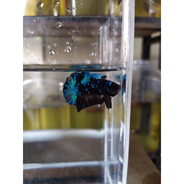 ikan cupang avatar gordon