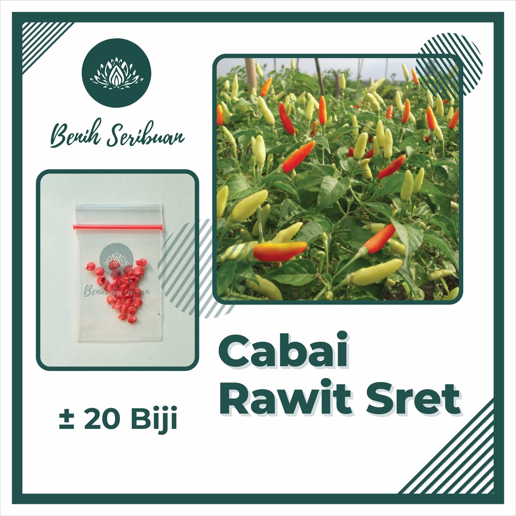 BS-BYL Bibit Sayuran Benih Sayur Buah Hibrida Unggul Buncis Cabe Rawit Bawang Jagung Kacang Lobak Pare Oyong Timun Terong Tomat Wortel dll-CABE RAWIT SRET