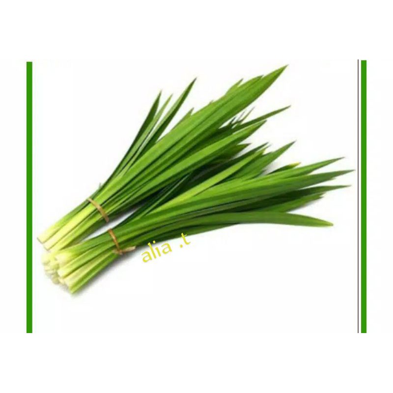 

daun pandan wangi (2 ikat)