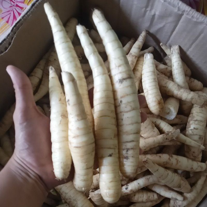 

Umbi Garut mentah 1 kg/Ready