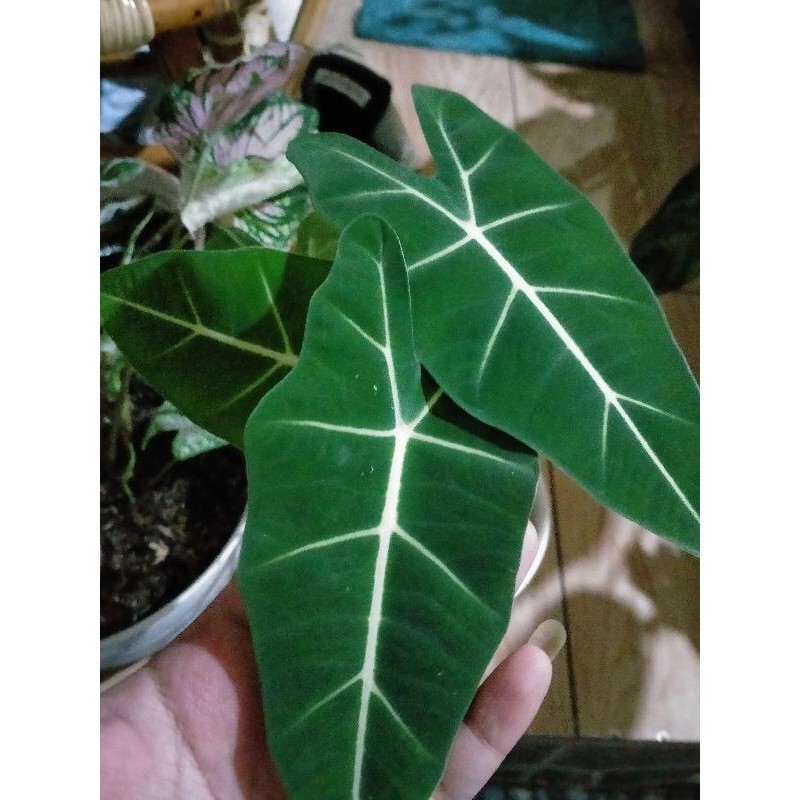 Alocasia Frydek / Keladi Neon