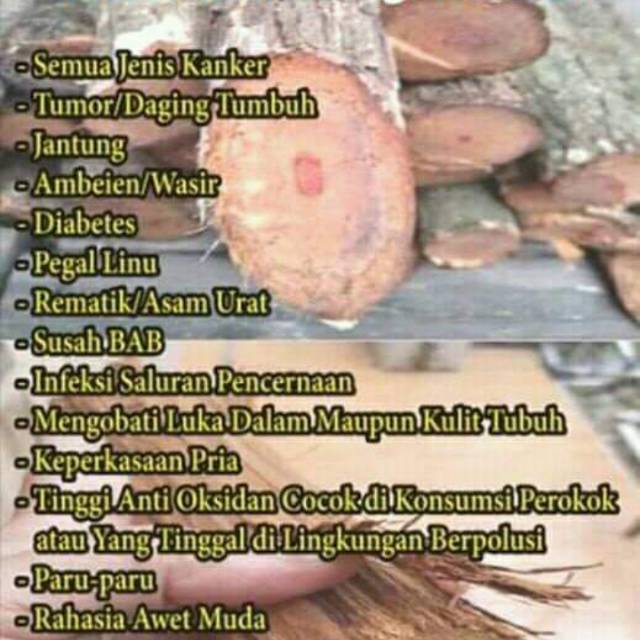 

Akar bajakah asli kalimantan, kami sekeluarga sdh minum dan merasakan khasiat nya