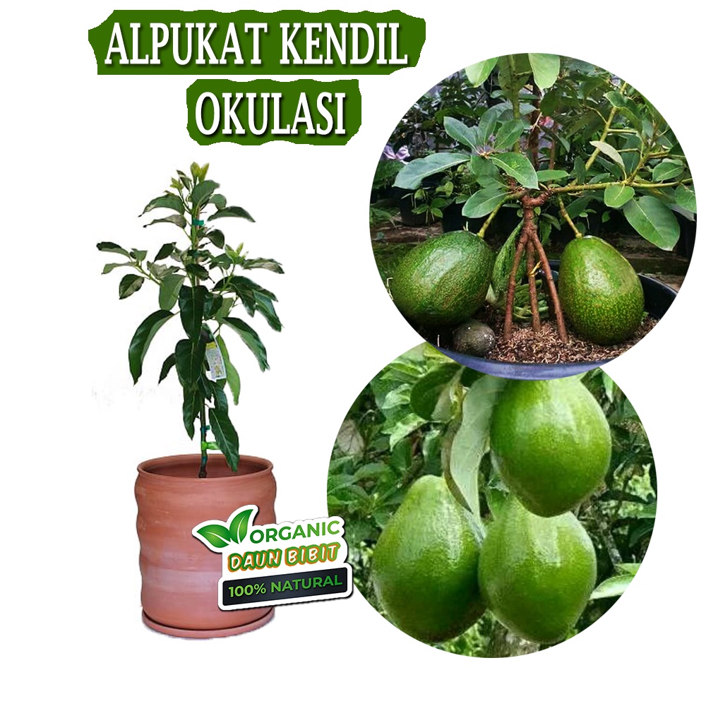 Bibit Alpukat Kendil Okulasi Cepat Berbuah (Tabulampot)
