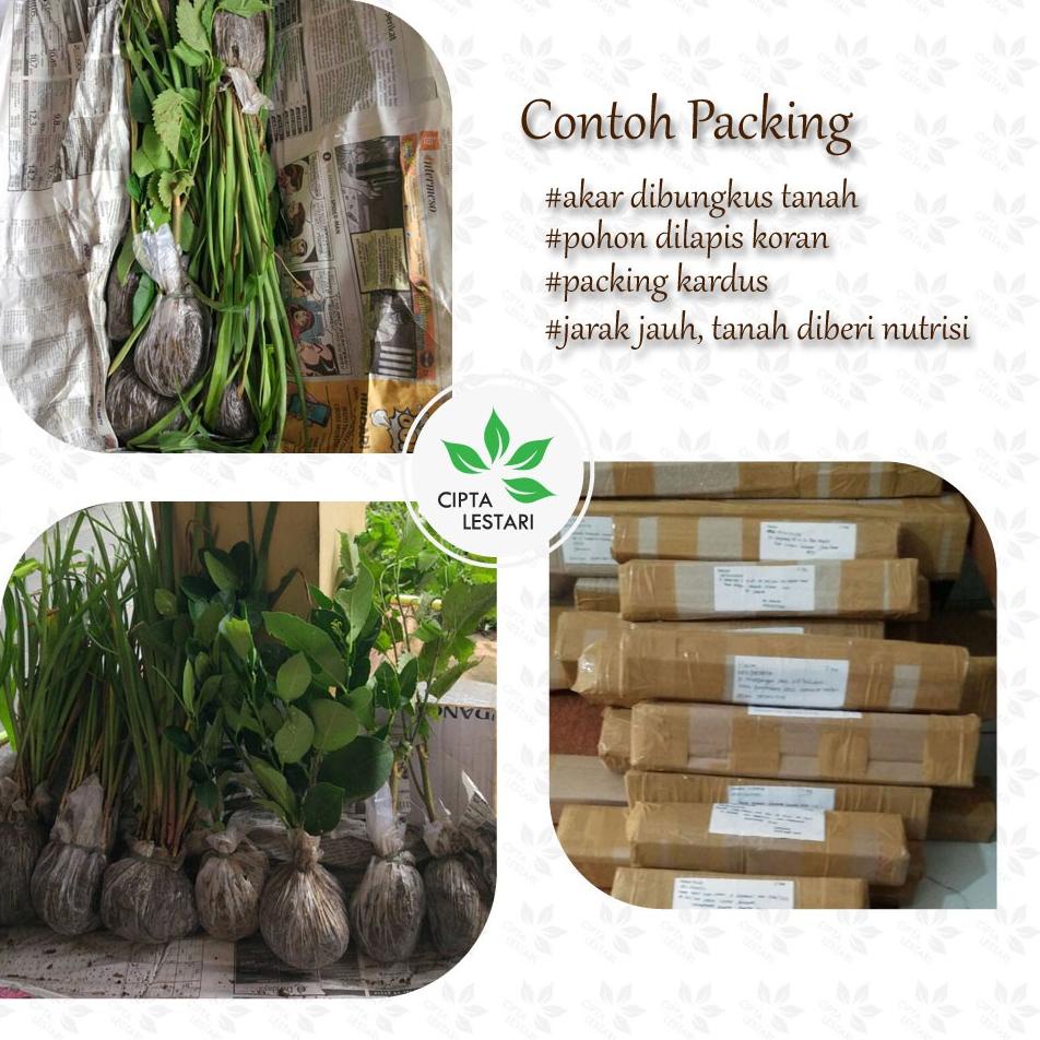 IMPORT TERLARIS Bibit Tanaman Mawar Merah Pohon Bunga Mawar Merah Pohon Bunga Mawar Bibit Mawar Mera