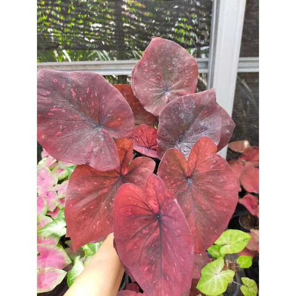 Keladi chocolatos/Caladium chocolatos/keladi hias thailand