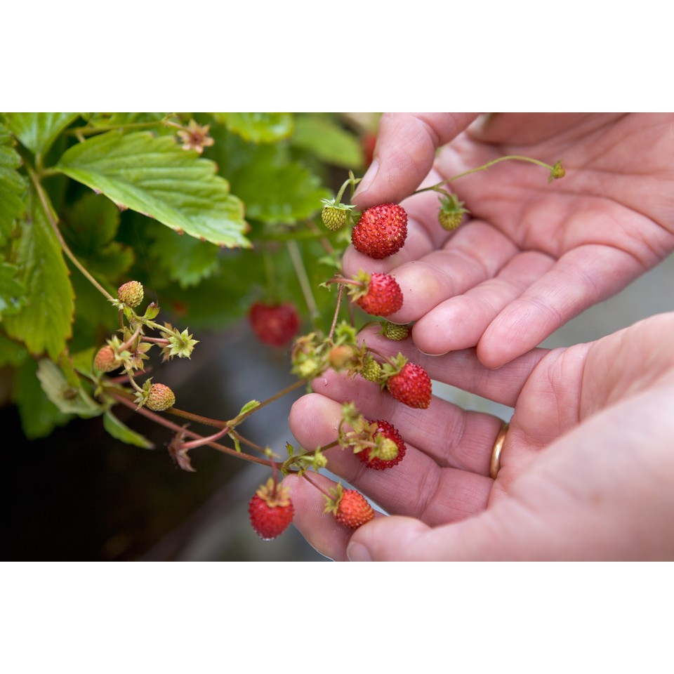 Benih-Bibit Strawberry Alpine Alexandria (Haira Seed)