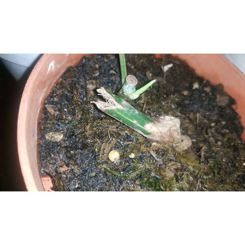 bonggol monstera albo varigata