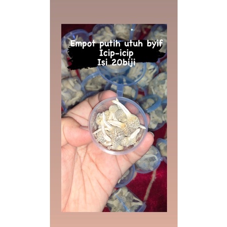 

empot putih by if (isi 20biji utuh)