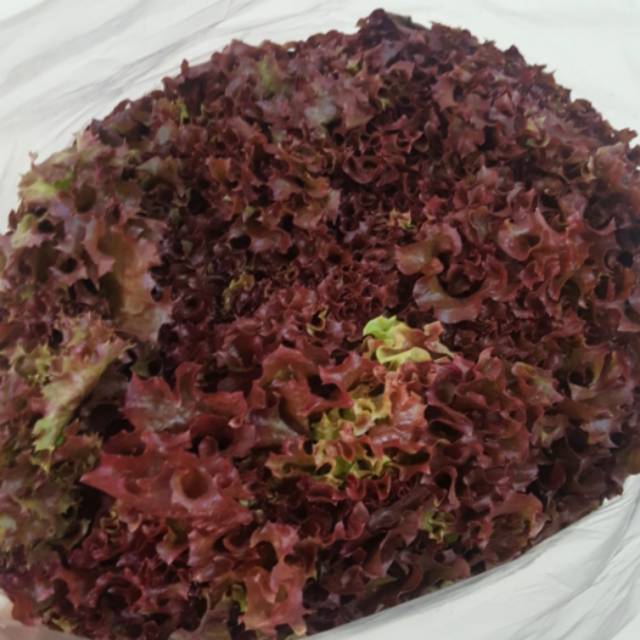 

Selada Merah / Lollorosa / Lolorosa / Lettuce 500 gram