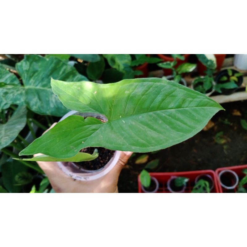 Syngonium Panda Original