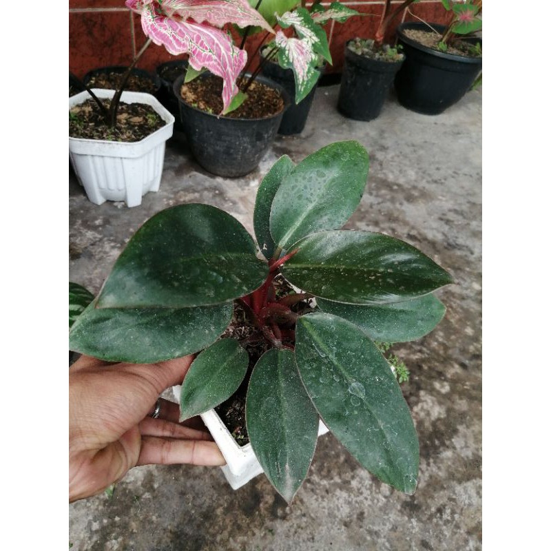tanaman hias philo congo rojo philodendron red congo