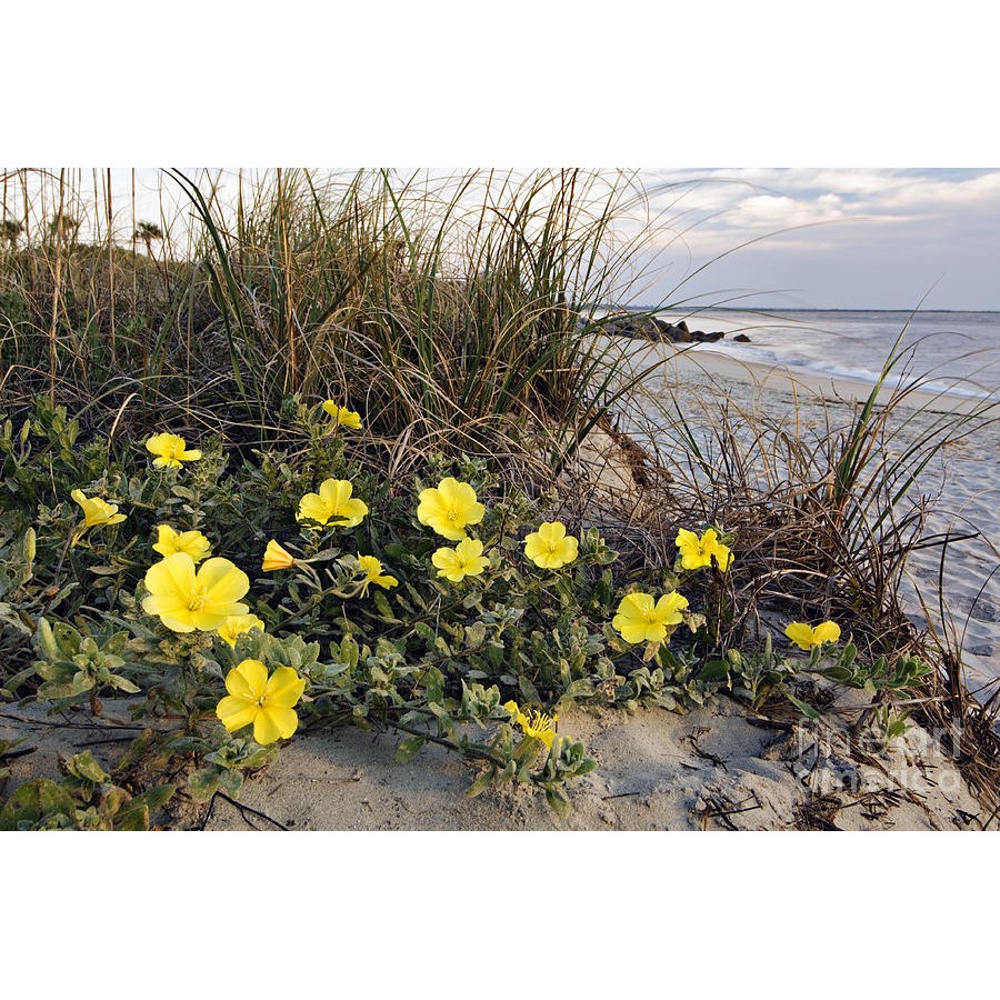 Benih Bibit Biji - Bunga Beach Evening Primrose Flower Seeds - IMPORT