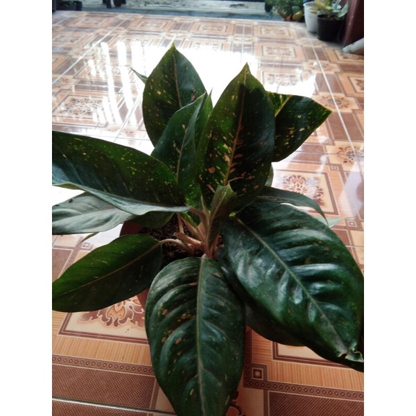 Aglonema bigroy hijau