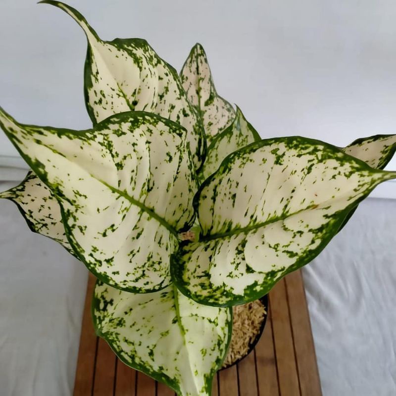 AGLONEMA DUD WHITE/TANAMAN HIAS DUD WHITE