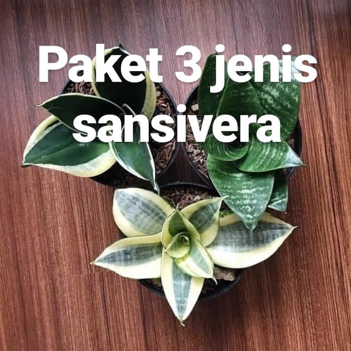 Paket 3 jenis tanaman hias sansivera mini sansiviera gold hijau