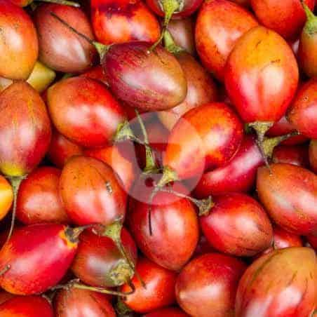 

Terong Belanda 1 kg