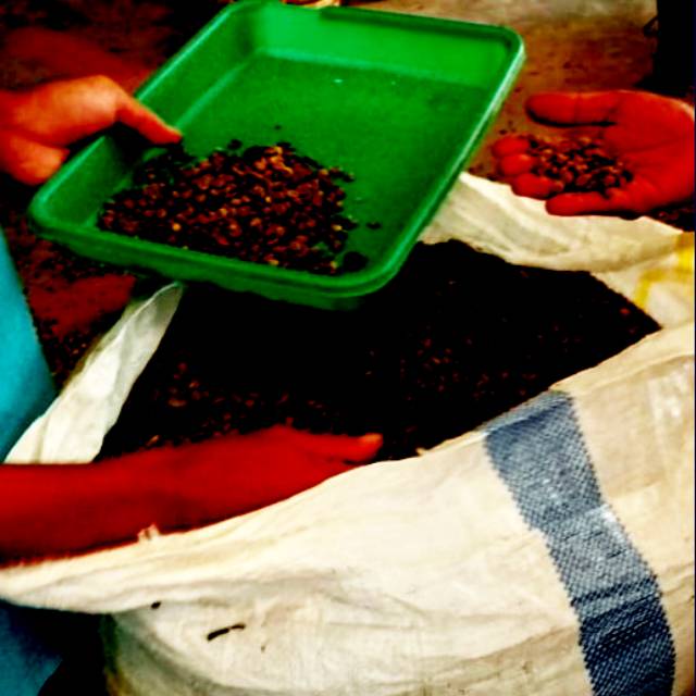 

Kopi murah / Robusta