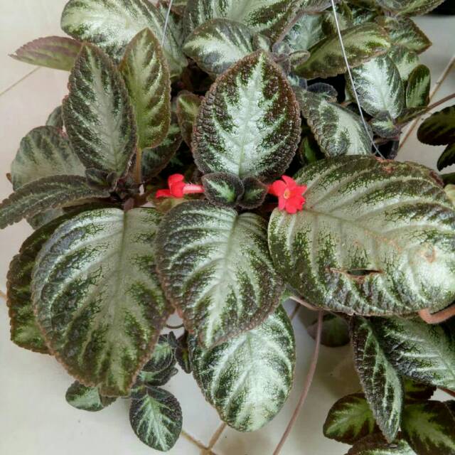 Tanaman bunga Episcia