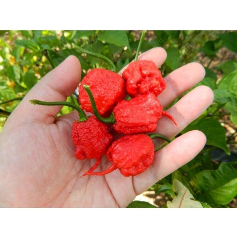 

cabe carolina pepper perbuah